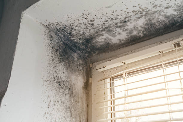 Affordable Crawl Space Mold Removal solutions in Lebanon Junction, KY